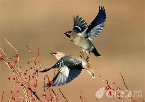 夢見鳥蛋|夢見鳥